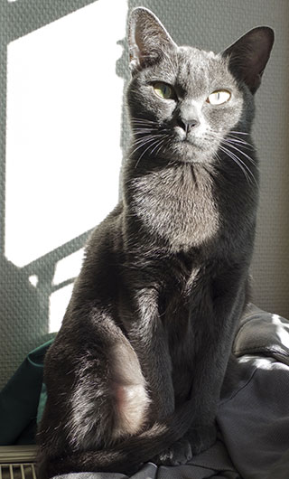 Meejaï Aa Dara Isis du Korat Céleste Les légendes et les mythes autour du chat de race Korat