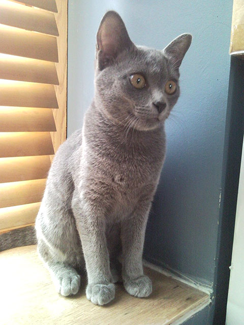 Meejai Aa Dara Isis du Korat Céleste Meejai Aa Dara Isis du Korat Céleste