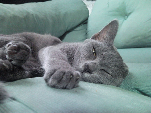 Isis est fatiguée Isis est fatiguée