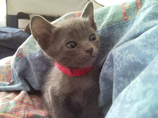 Juza n'ha Amon-Sül du Korat Céleste Juza n'ha Amon-Sül du Korat Céleste