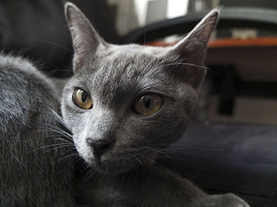 Jūza n'ha Amon-Sül du Korat Céleste Jūza n'ha Amon-Sül du Korat Céleste