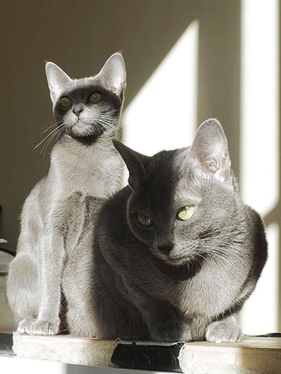 Jūza n'ha Amon-Sül du Korat Céleste Jūza n'ha Amon-Sül du Korat Céleste