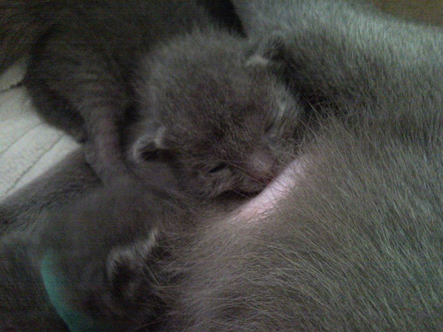 Chaton Korat en degustation