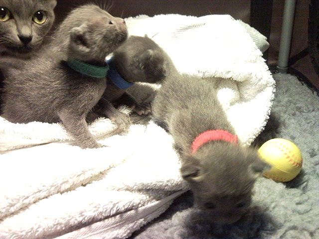 Premières explorations