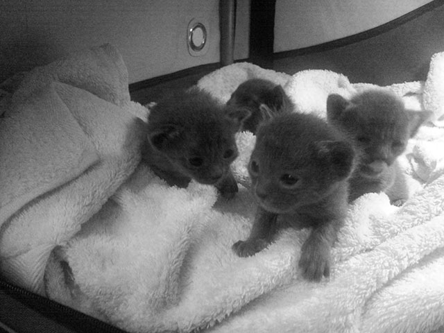 Premières explorations