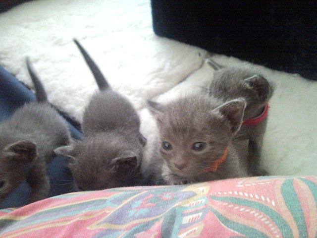 Chatons Korat Curieux