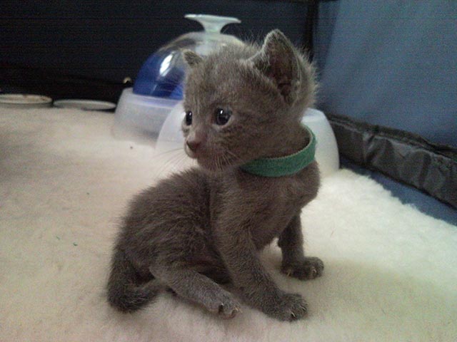 Chatonne Korat de 24 jours