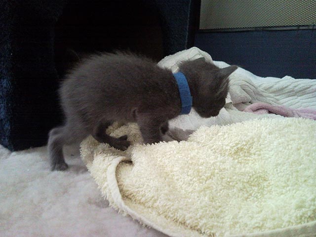 Chaton Korat en déplacement