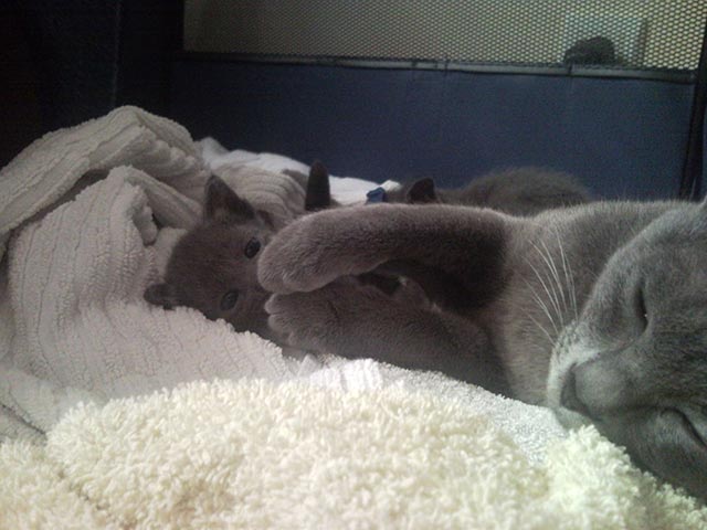 Chatonne Korat et sa maman !