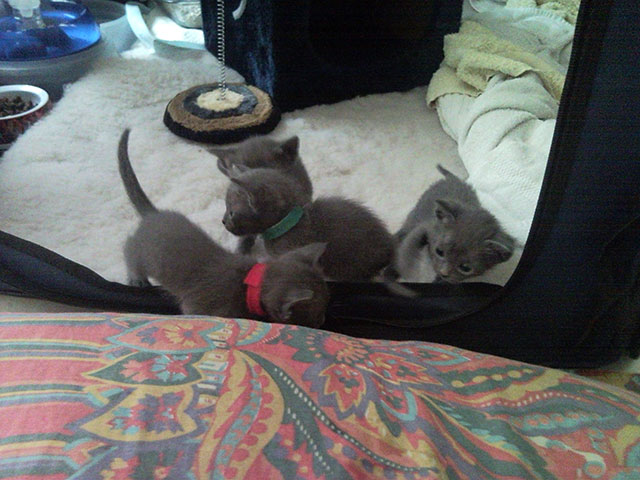 Le début des explorations hors du parc chaton