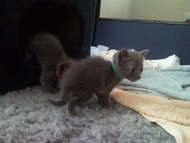 Chatons Korat jouent...