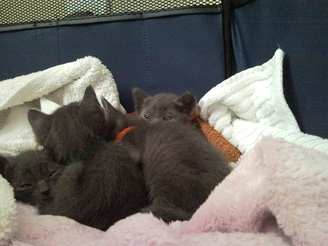 Chatons korat et l'art de la sieste !