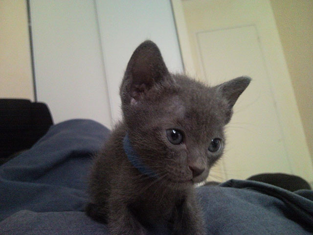 Chaton Korat pensif...