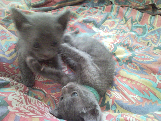 Chaton Korat joue...