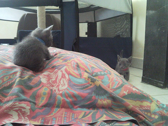 Chaton Korat apprend...