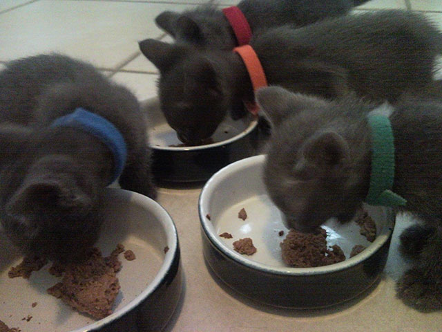 Transition alimentaire