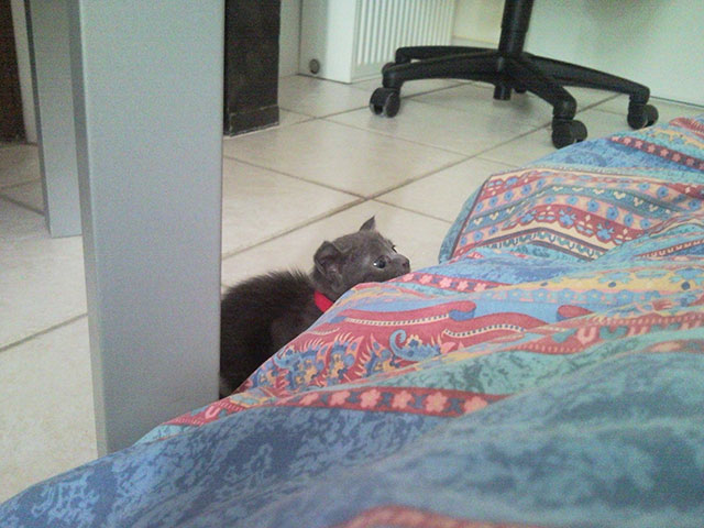 Chaton Korat et jeux sociaux