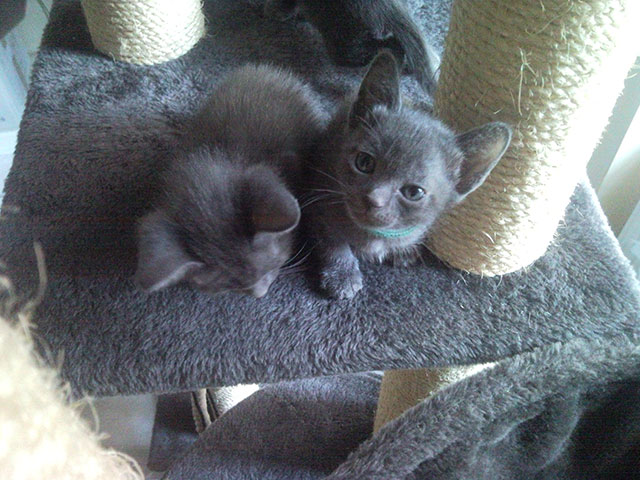 morphologie qui se modifie de jour en jour