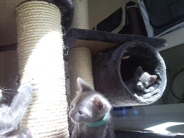 Chatons Korat jouent...