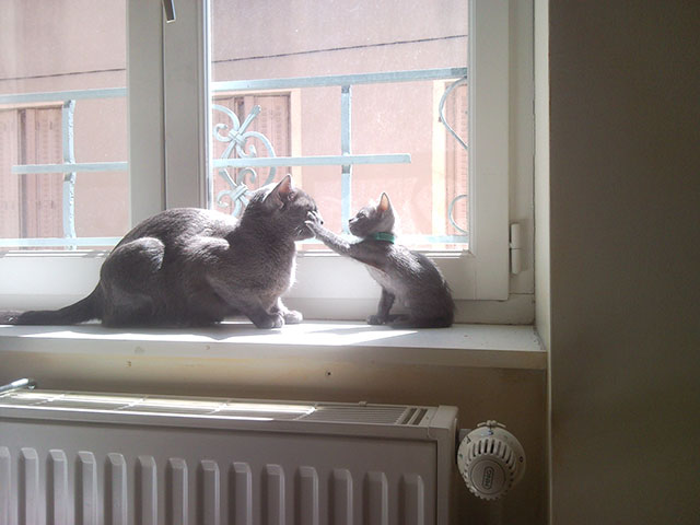 Chatonne korat et sa maman...