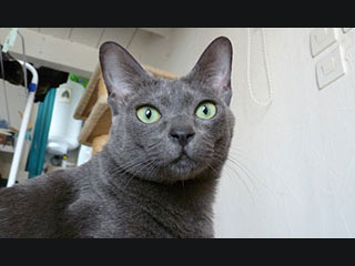 Passaya Dtaa Dtoh of Fabskorats