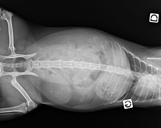 Radio de la portée de Juza 2015