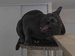 Saillie Korat Céleste 2015