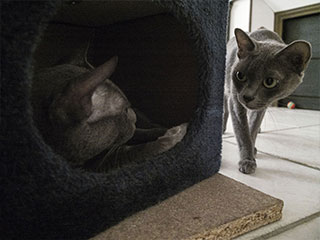 Saillie Korat Céleste 2015