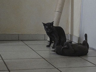 Saillie Korat Céleste 2015