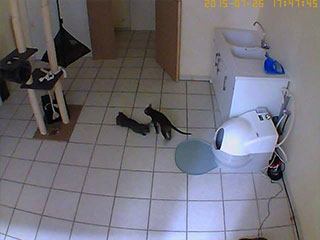 Saillie Korat Céleste 2015