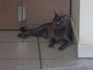 Saillie Korat Céleste 2015