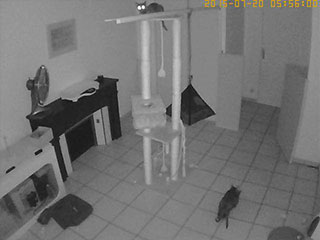 Saillie Korat Céleste 2015