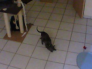 Saillie Korat Céleste 2015