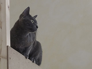 Saillie Korat Céleste 2015