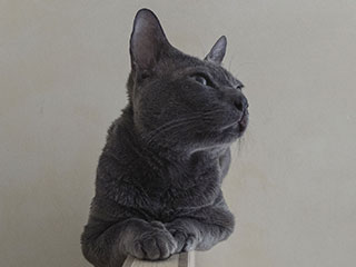 Saillie Korat Céleste 2015