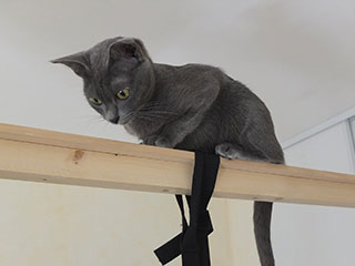 Saillie Korat Céleste 2015