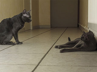 Saillie Korat Céleste 2015