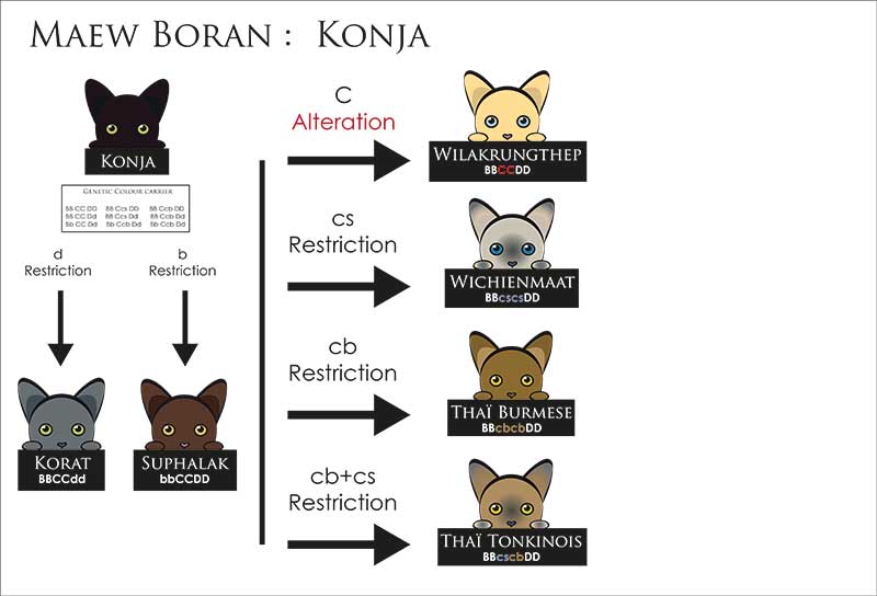 Description de la famille et des transversalités génétiques qui en découle.